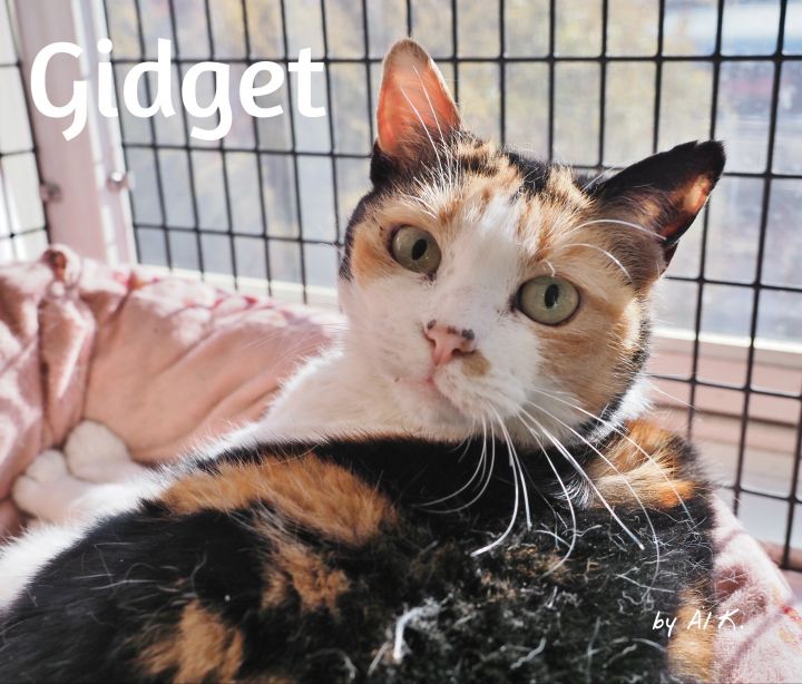 Gidget, an adoptable Calico in Cape May Court House, NJ_image-1