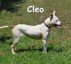 Cleo, #16269