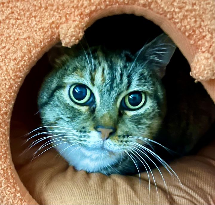 Trinket, an adoptable Tabby Mix in Lancaster, CA_image-1