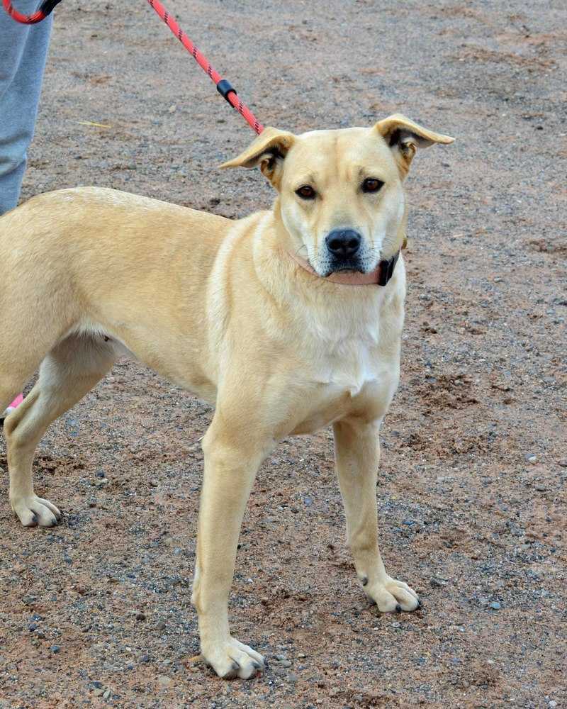 Winnie, an adoptable Labrador Retriever, Shepherd in Page, AZ, 86040 | Photo Image 1