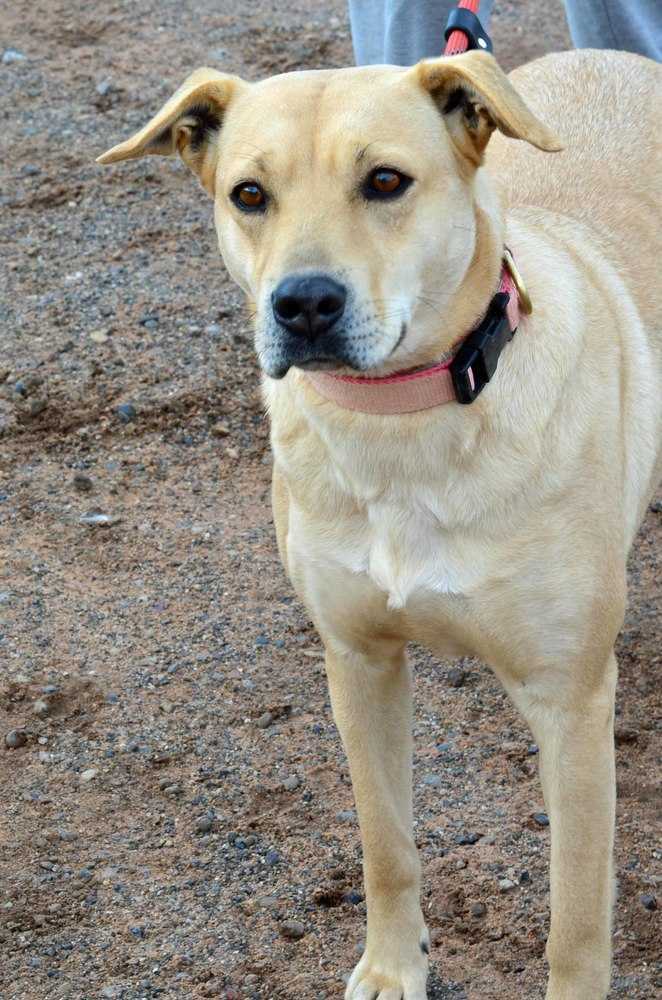 Winnie, an adoptable Labrador Retriever, Shepherd in Page, AZ, 86040 | Photo Image 2