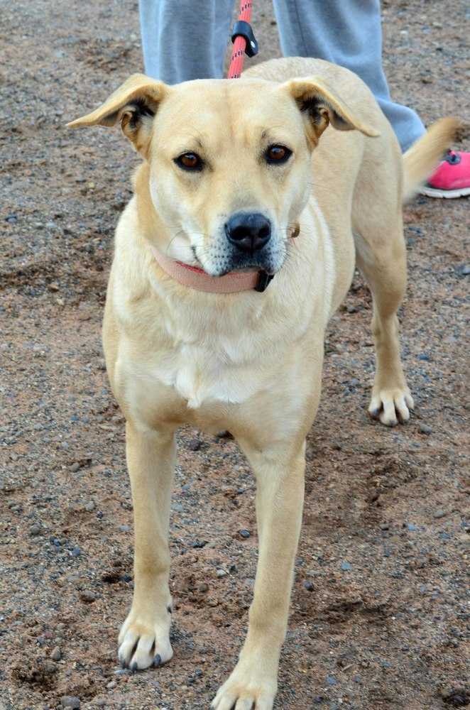 Winnie, an adoptable Labrador Retriever, Shepherd in Page, AZ, 86040 | Photo Image 3