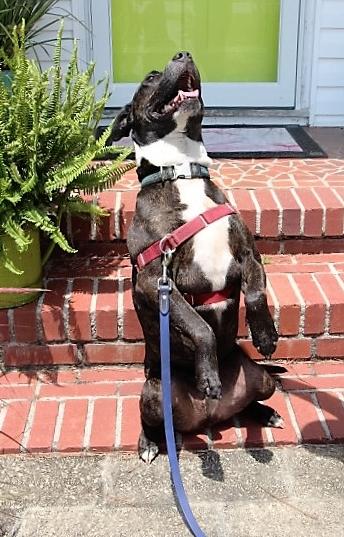 Big Boy - YOUR NEW BEST FRIEND, an adopted American Staffordshire Terrier Mix in Reston, VA_image-2