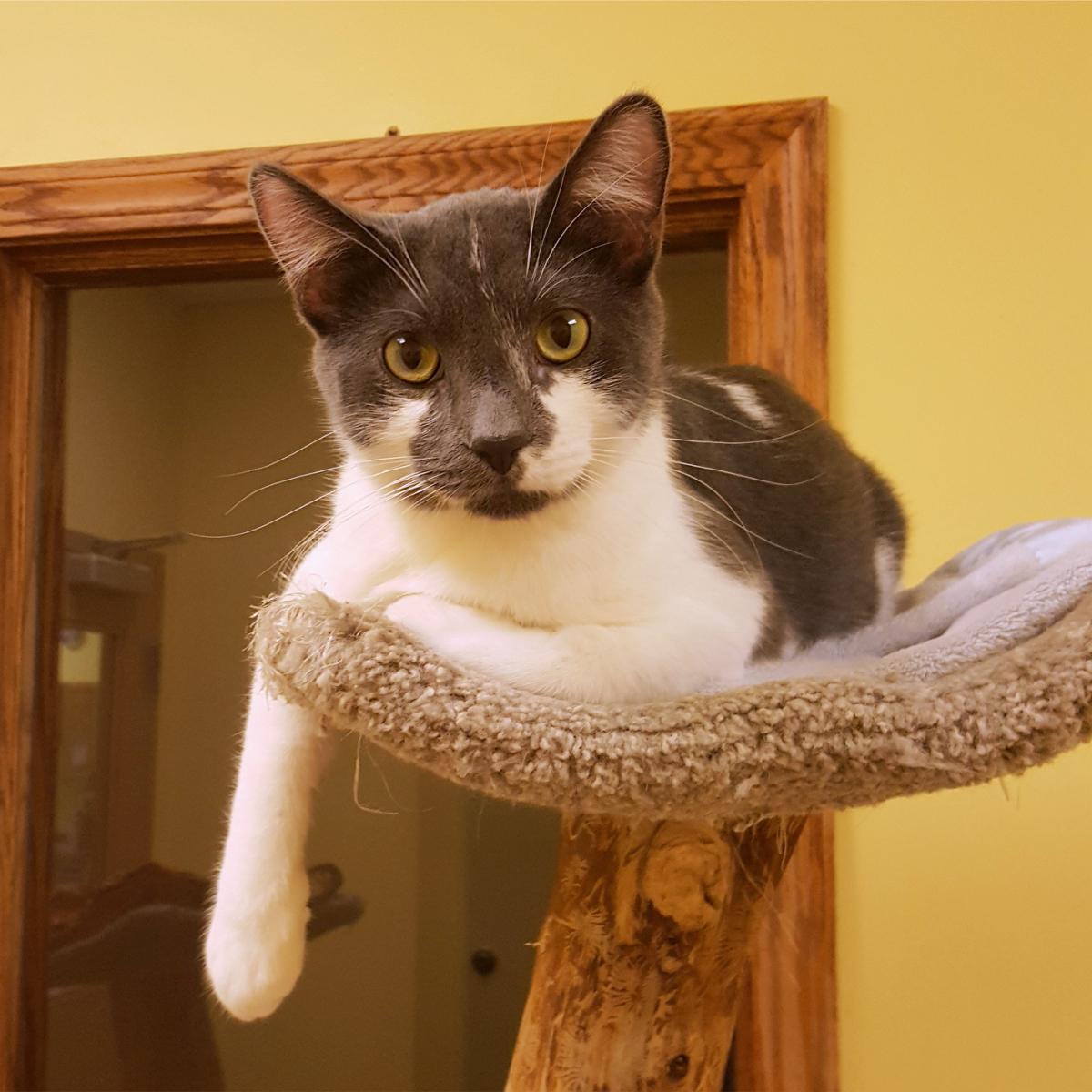 Cubby, an adoptable Domestic Short Hair in Arlington Heights, IL, 60006 | Photo Image 1