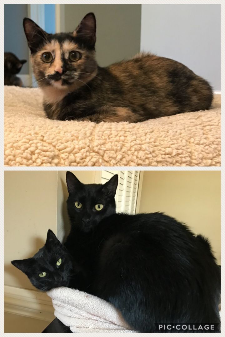 Trixie (and Molly), an adoptable Tortoiseshell in Crown Point, IN_image-3