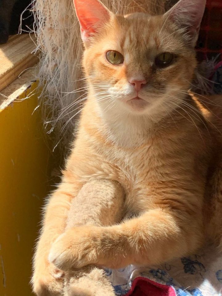 Cat for adoption - GARFIELD!, a Domestic Medium Hair in Owensboro, KY |  Petfinder