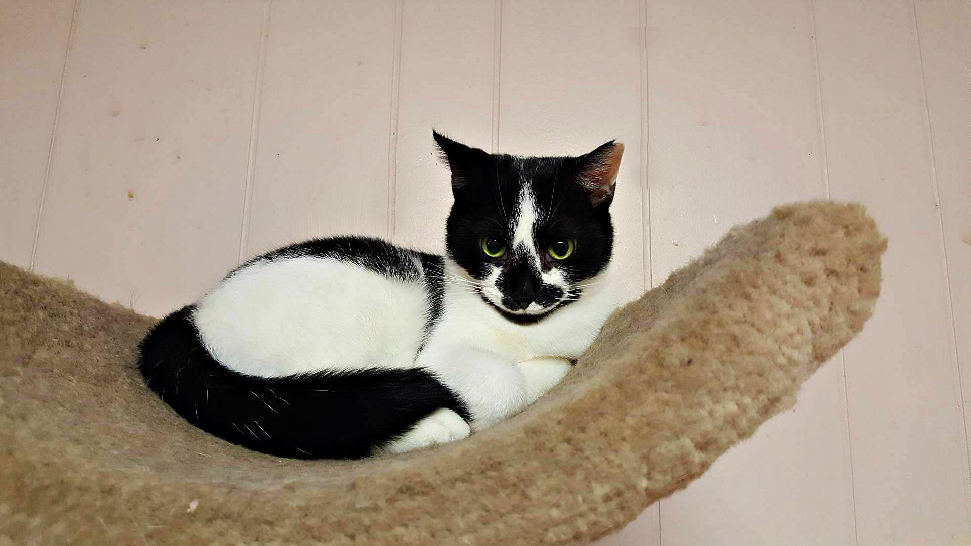 Callie, an adoptable Domestic Short Hair in Wapakoneta, OH, 45895 | Photo Image 3