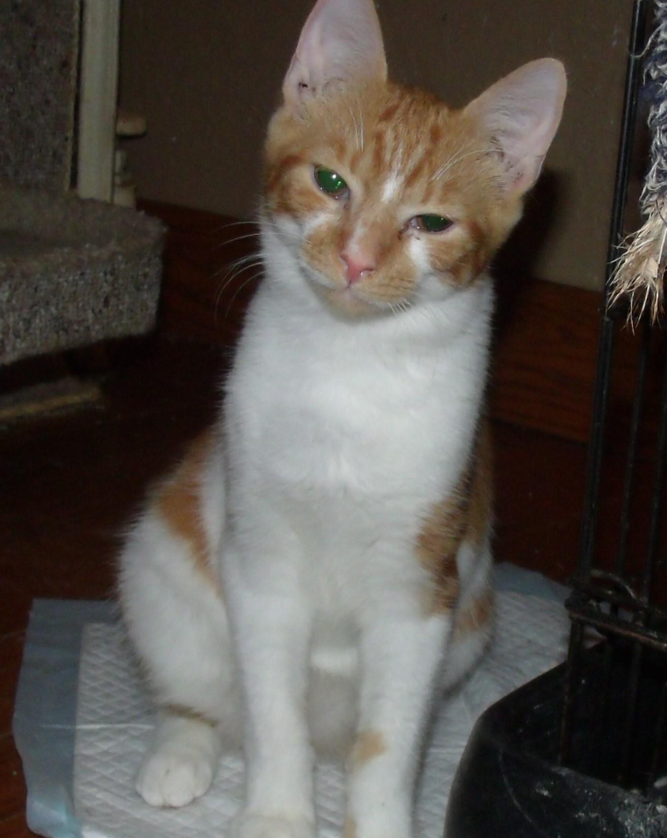 RANDY, an adoptable Domestic Short Hair in Acme, PA, 15610 | Photo Image 2