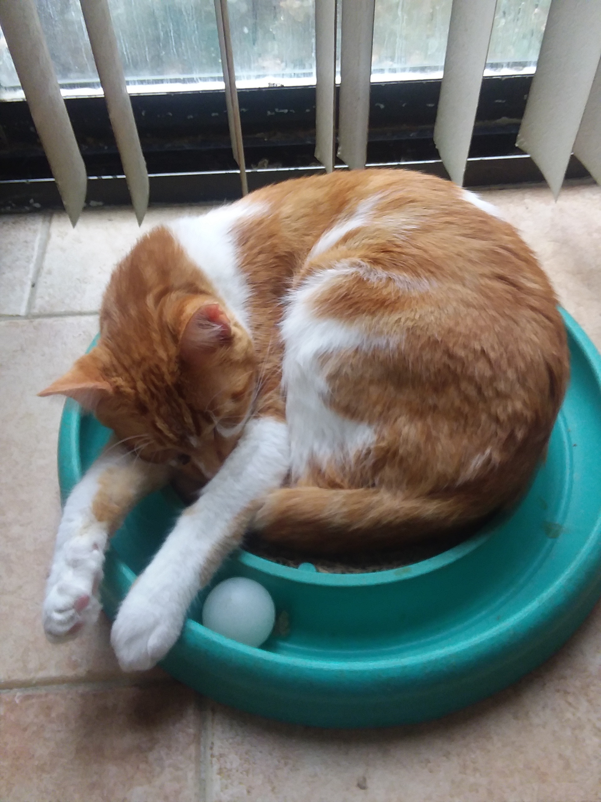 RANDY, an adoptable Domestic Short Hair in Acme, PA, 15610 | Photo Image 3