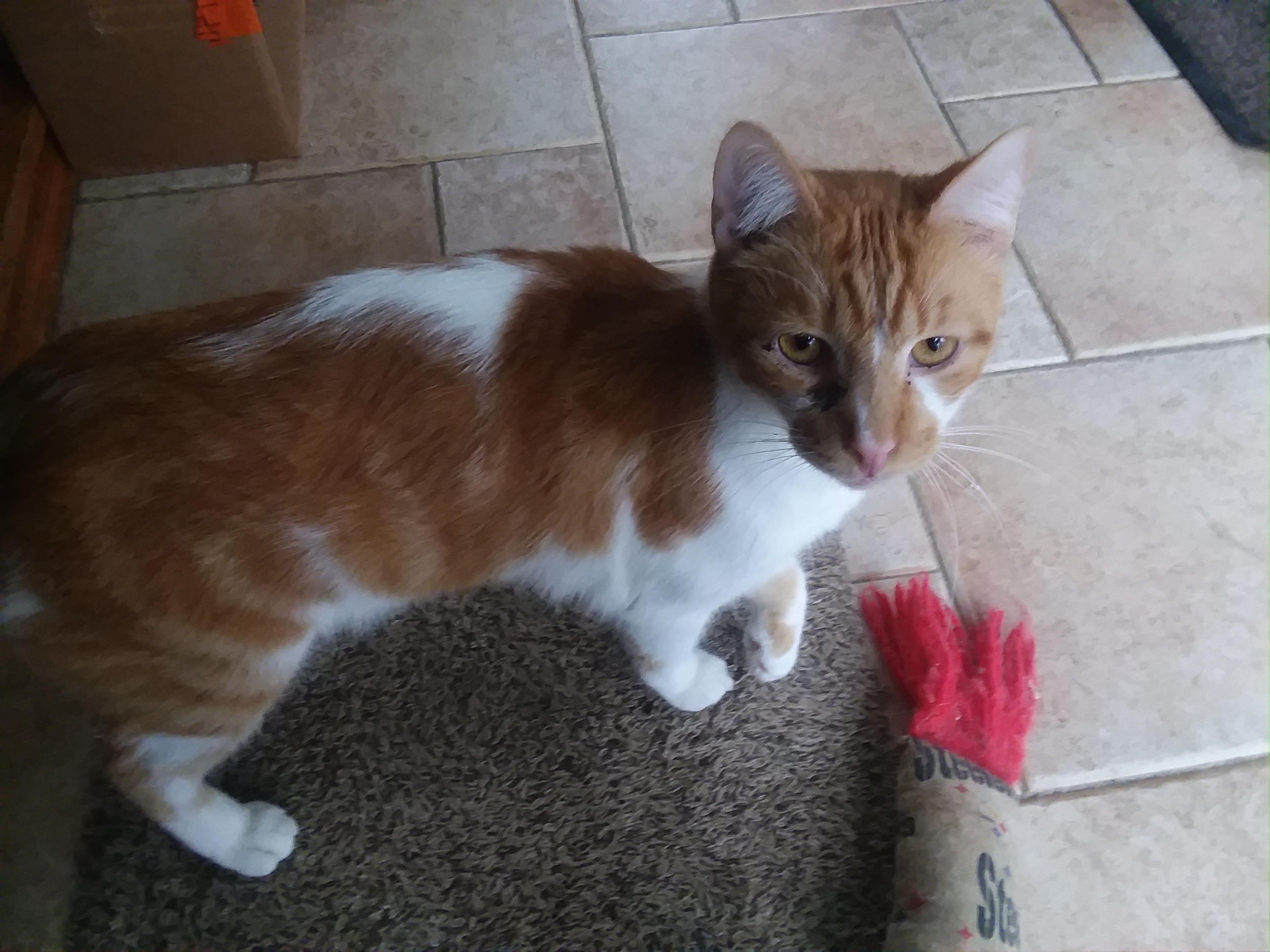 RANDY, an adoptable Domestic Short Hair in Acme, PA, 15610 | Photo Image 4