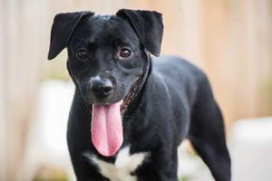 Shadow--I'm a Dog Friendly Adoption Center Dog!