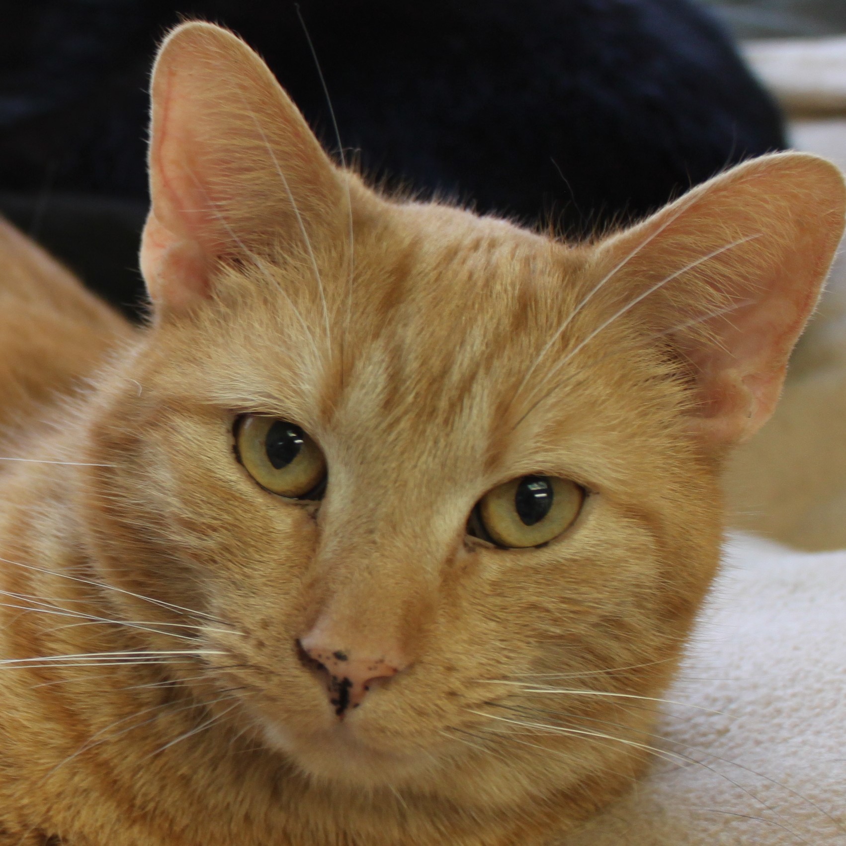 Mr.Biggs, an adoptable Domestic Short Hair in Portsmouth, OH, 45662 | Photo Image 1