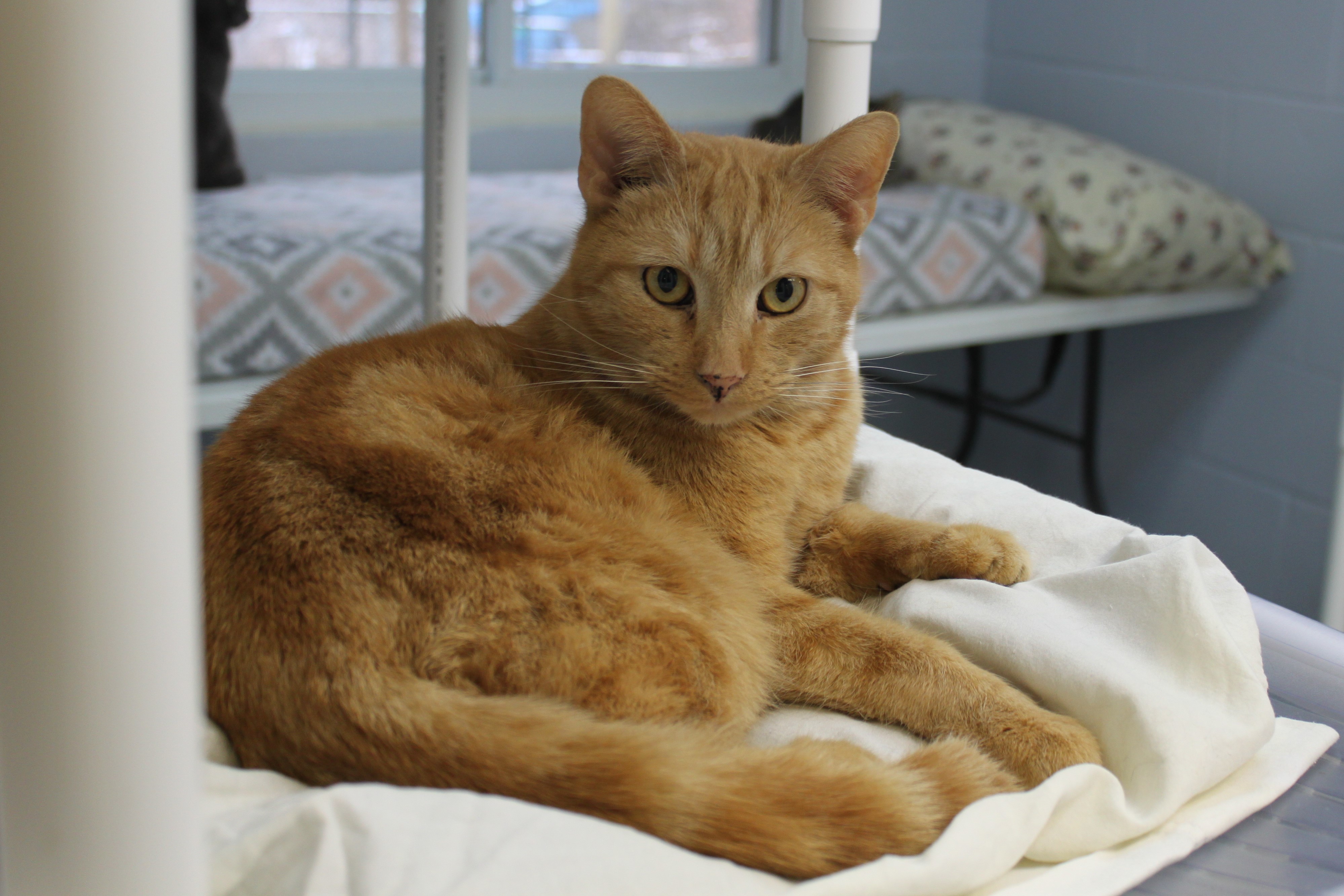 Mr.Biggs, an adoptable Domestic Short Hair in Portsmouth, OH, 45662 | Photo Image 4