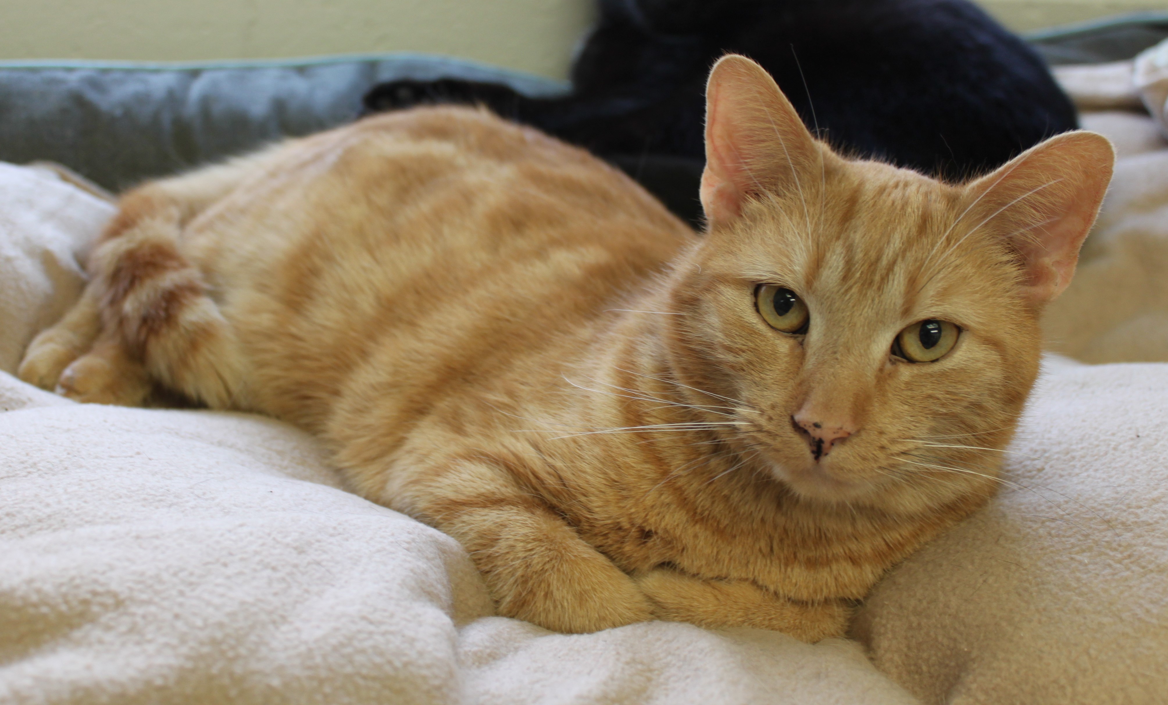 Mr.Biggs, an adoptable Domestic Short Hair in Portsmouth, OH, 45662 | Photo Image 5