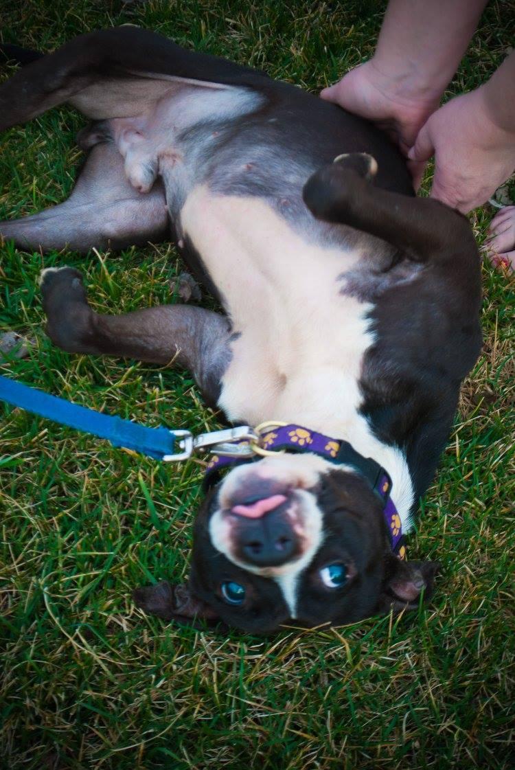 Bugs, an adoptable Boston Terrier, Labrador Retriever in Broadway, VA, 22815 | Photo Image 1