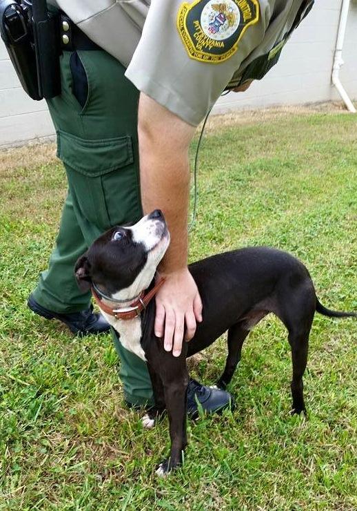 Bugs, an adoptable Boston Terrier, Labrador Retriever in Broadway, VA, 22815 | Photo Image 2