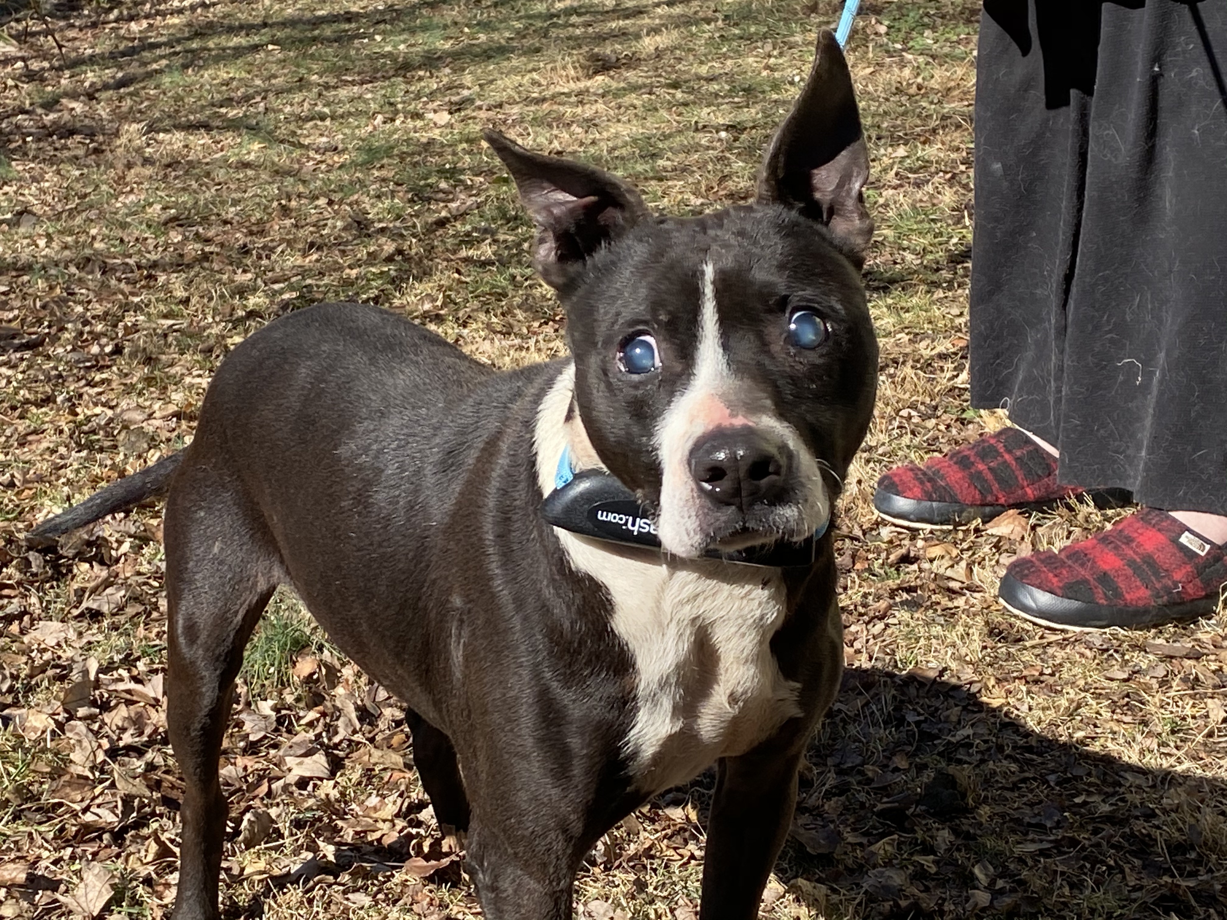 Bugs, an adoptable Boston Terrier, Labrador Retriever in Broadway, VA, 22815 | Photo Image 3