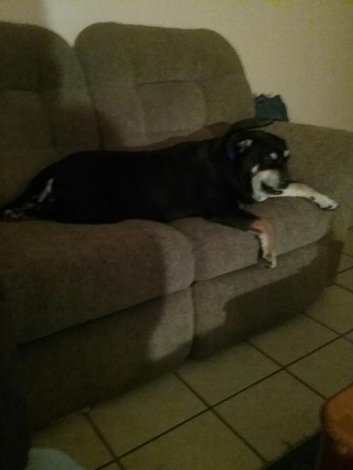 ROXY 5, an adoptable Rottweiler, Labrador Retriever in Chandler, AZ, 85249 | Photo Image 1