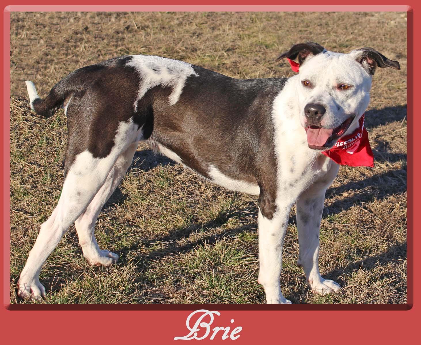 Brie, an adoptable Labrador Retriever, Pit Bull Terrier in Hillsboro, TX, 76645 | Photo Image 2