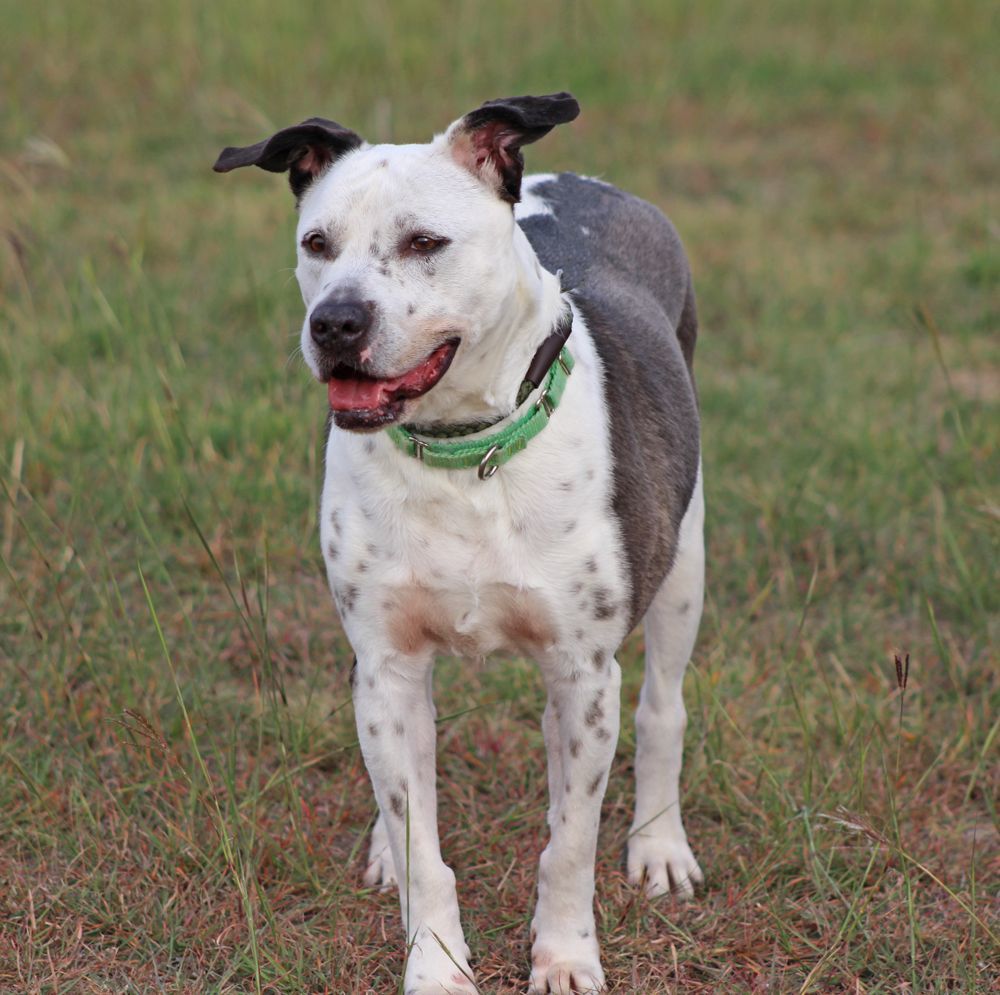 Brie, an adoptable Labrador Retriever, Pit Bull Terrier in Hillsboro, TX, 76645 | Photo Image 1