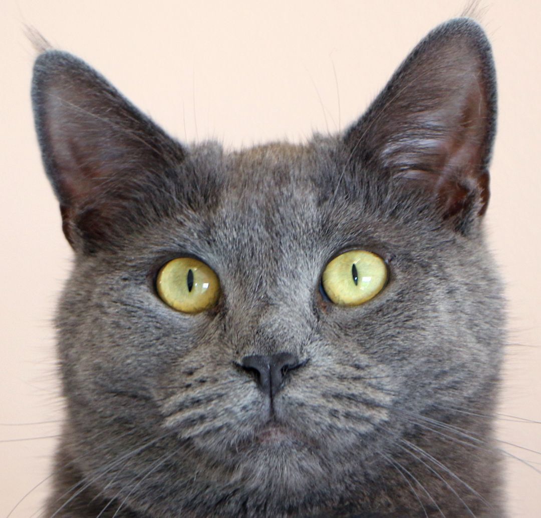 Keelyn, an adoptable Domestic Short Hair in Charles Town, WV, 25414 | Photo Image 1
