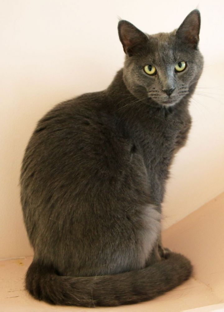 Keelyn, an adoptable Domestic Short Hair in Charles Town, WV_image-6