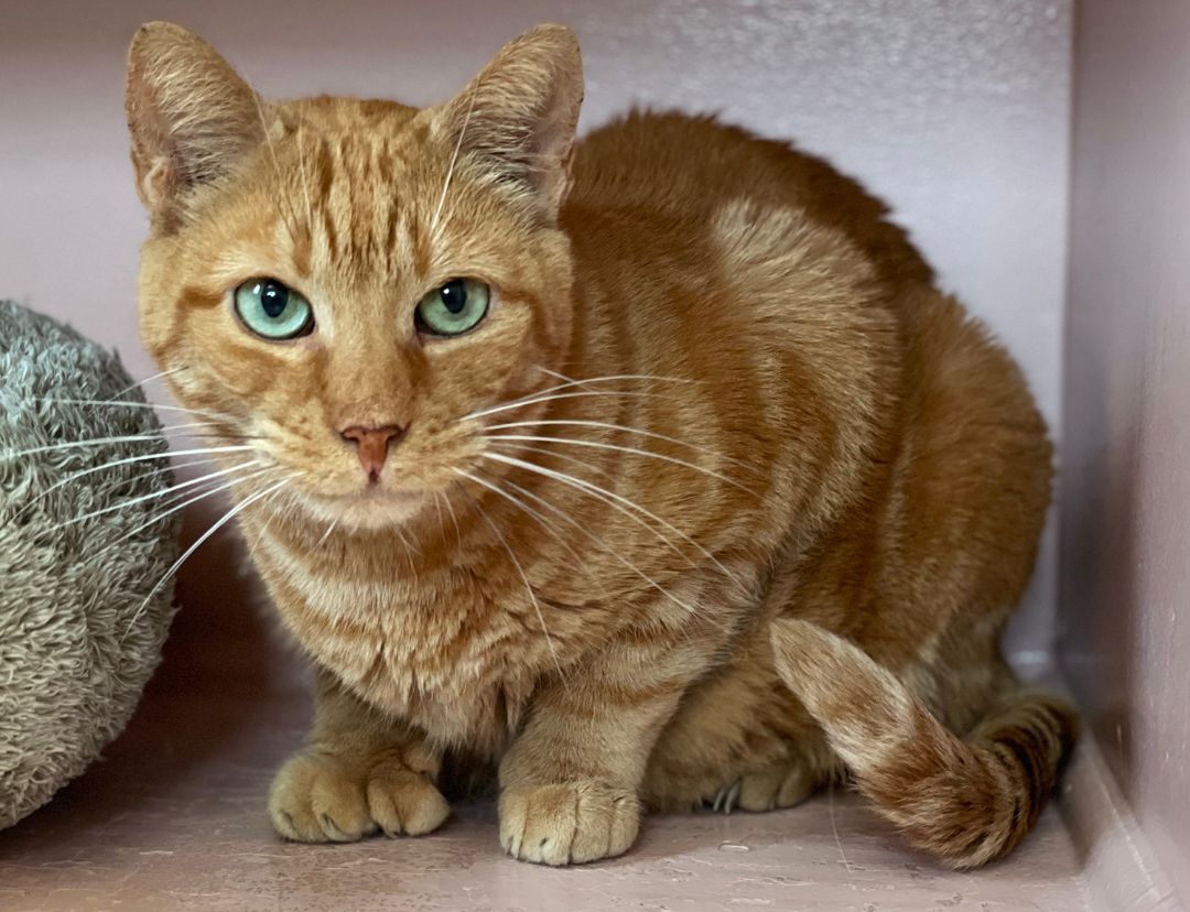 Trystan, an adoptable Domestic Short Hair in Charles Town, WV, 25414 | Photo Image 3
