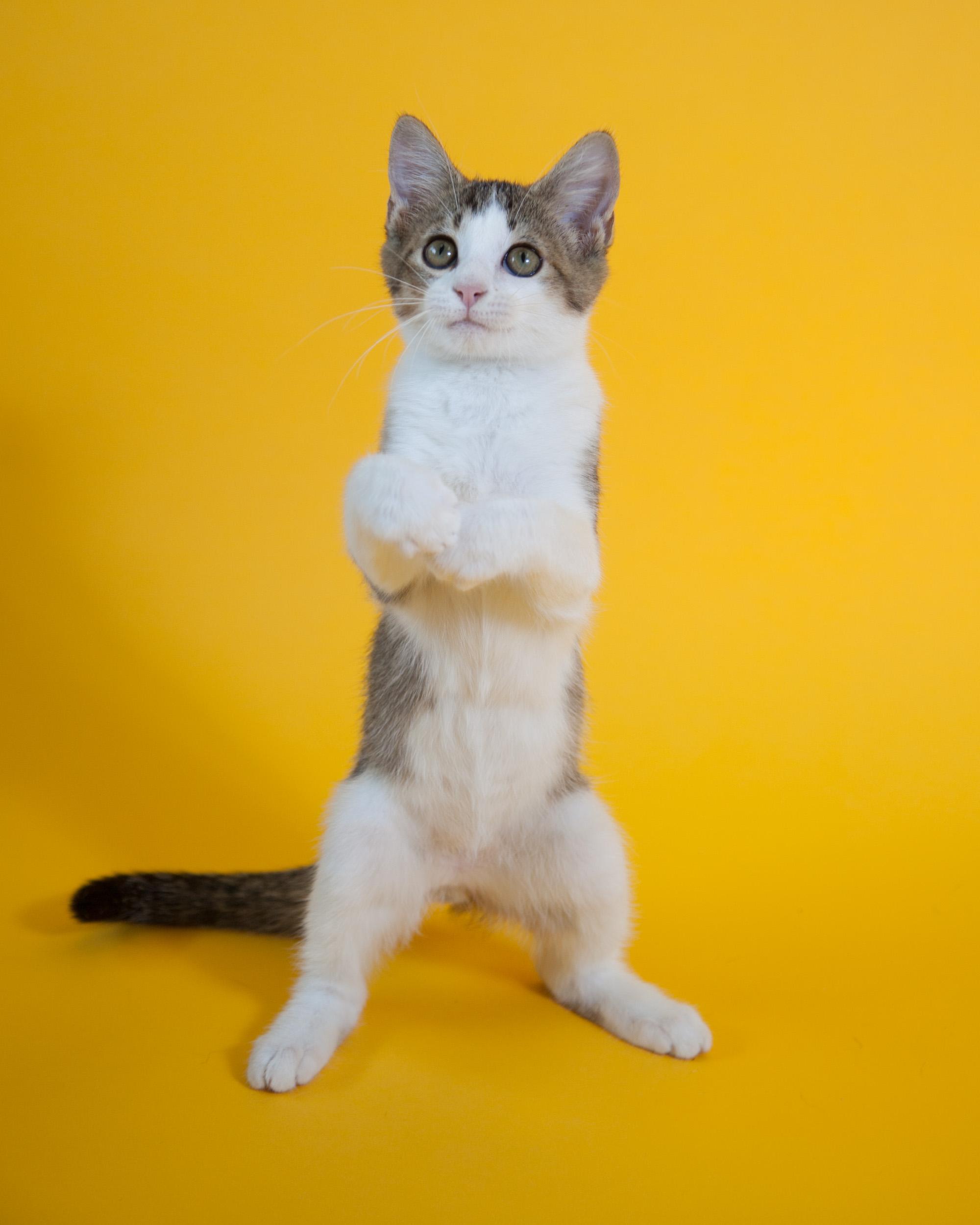 Albus, an adoptable Tabby, Domestic Short Hair in Chattanooga, TN, 37415 | Photo Image 1