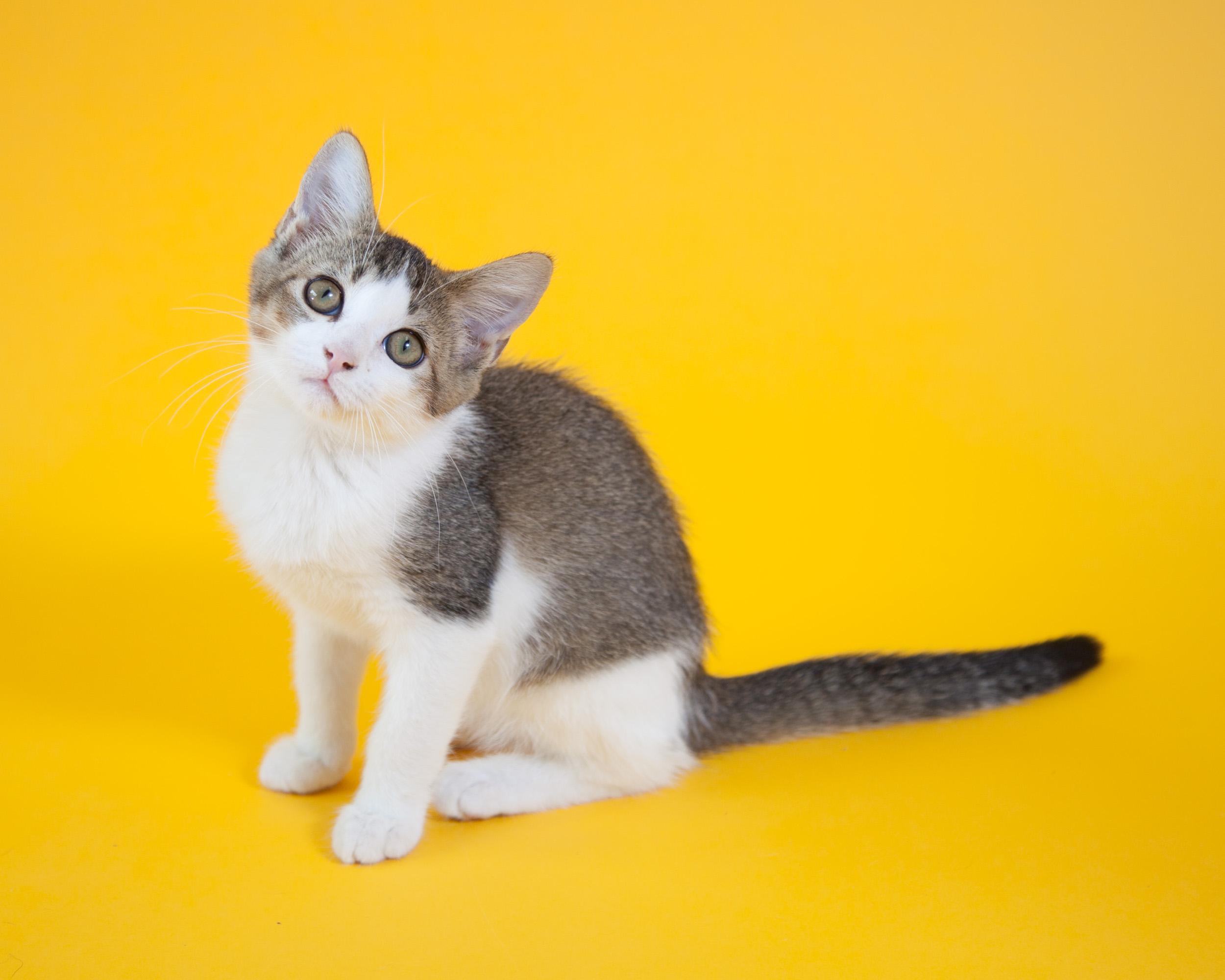 Albus, an adoptable Tabby, Domestic Short Hair in Chattanooga, TN, 37415 | Photo Image 5