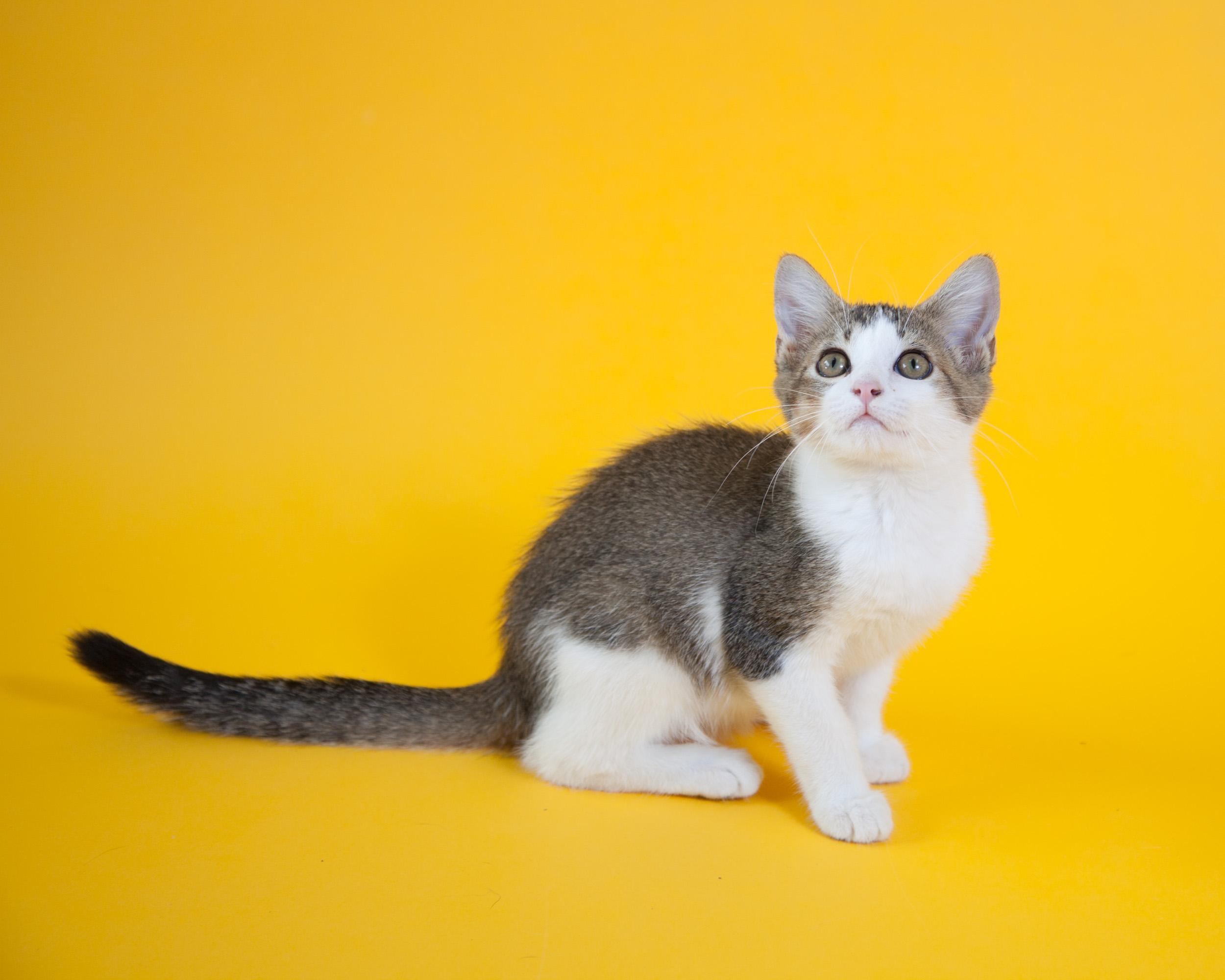 Albus, an adoptable Tabby, Domestic Short Hair in Chattanooga, TN, 37415 | Photo Image 6