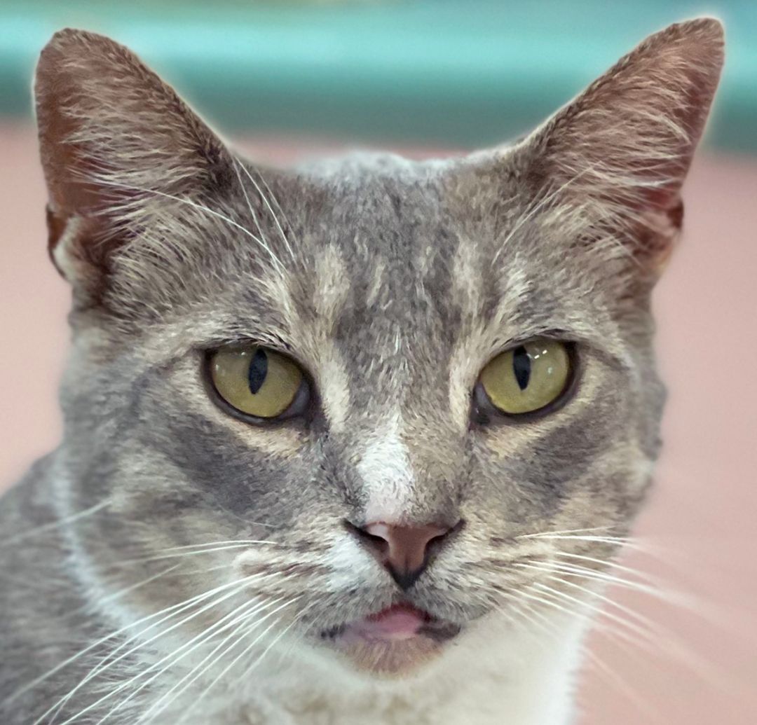 Tom, an adoptable Domestic Short Hair in Charles Town, WV, 25414 | Photo Image 1