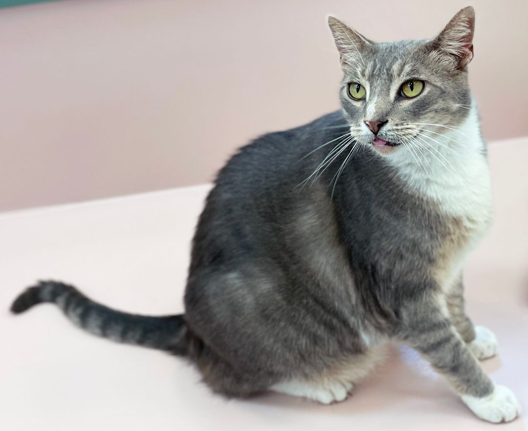 Tom, an adoptable Domestic Short Hair in Charles Town, WV, 25414 | Photo Image 2