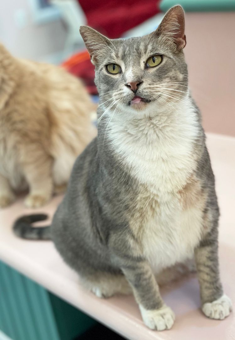 Tom, an adoptable Domestic Short Hair in Charles Town, WV, 25414 | Photo Image 3