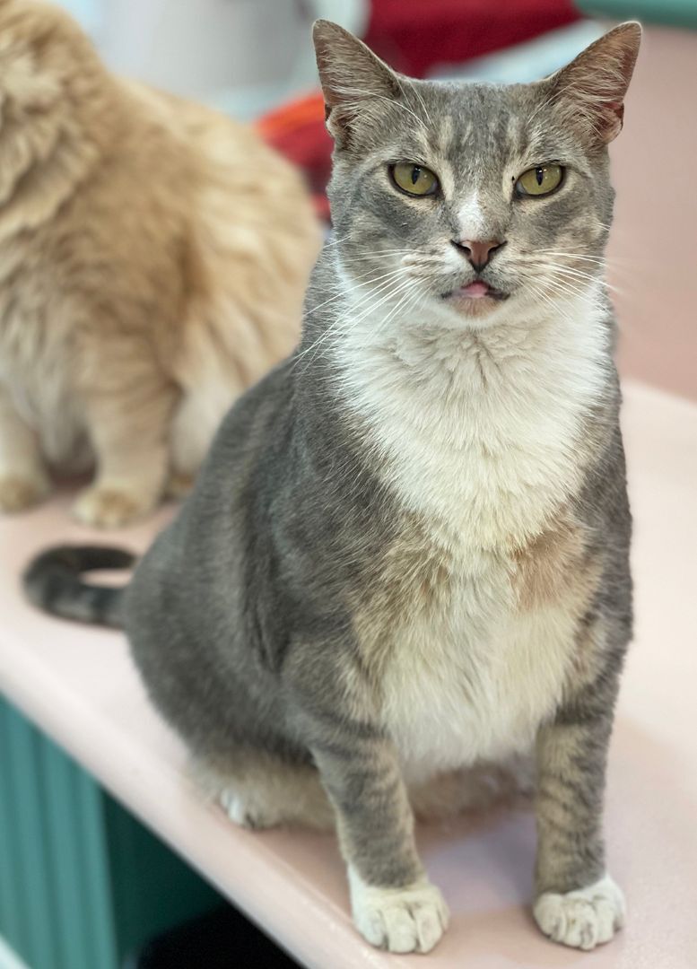 Tom, an adoptable Domestic Short Hair in Charles Town, WV, 25414 | Photo Image 4