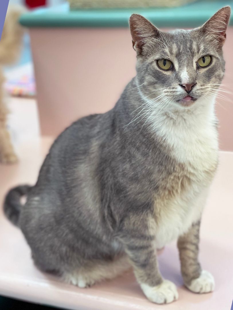 Tom, an adoptable Domestic Short Hair in Charles Town, WV, 25414 | Photo Image 6