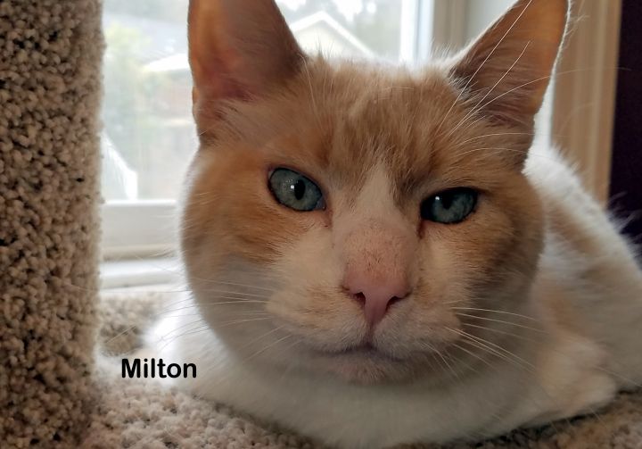 Milton 1