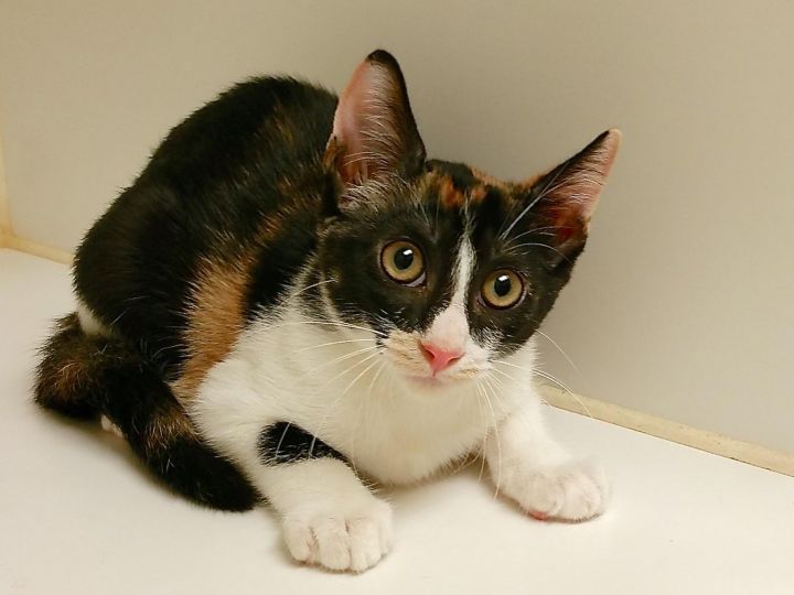 Cat For Adoption Fauna Sweet Calico A Calico Domestic Short