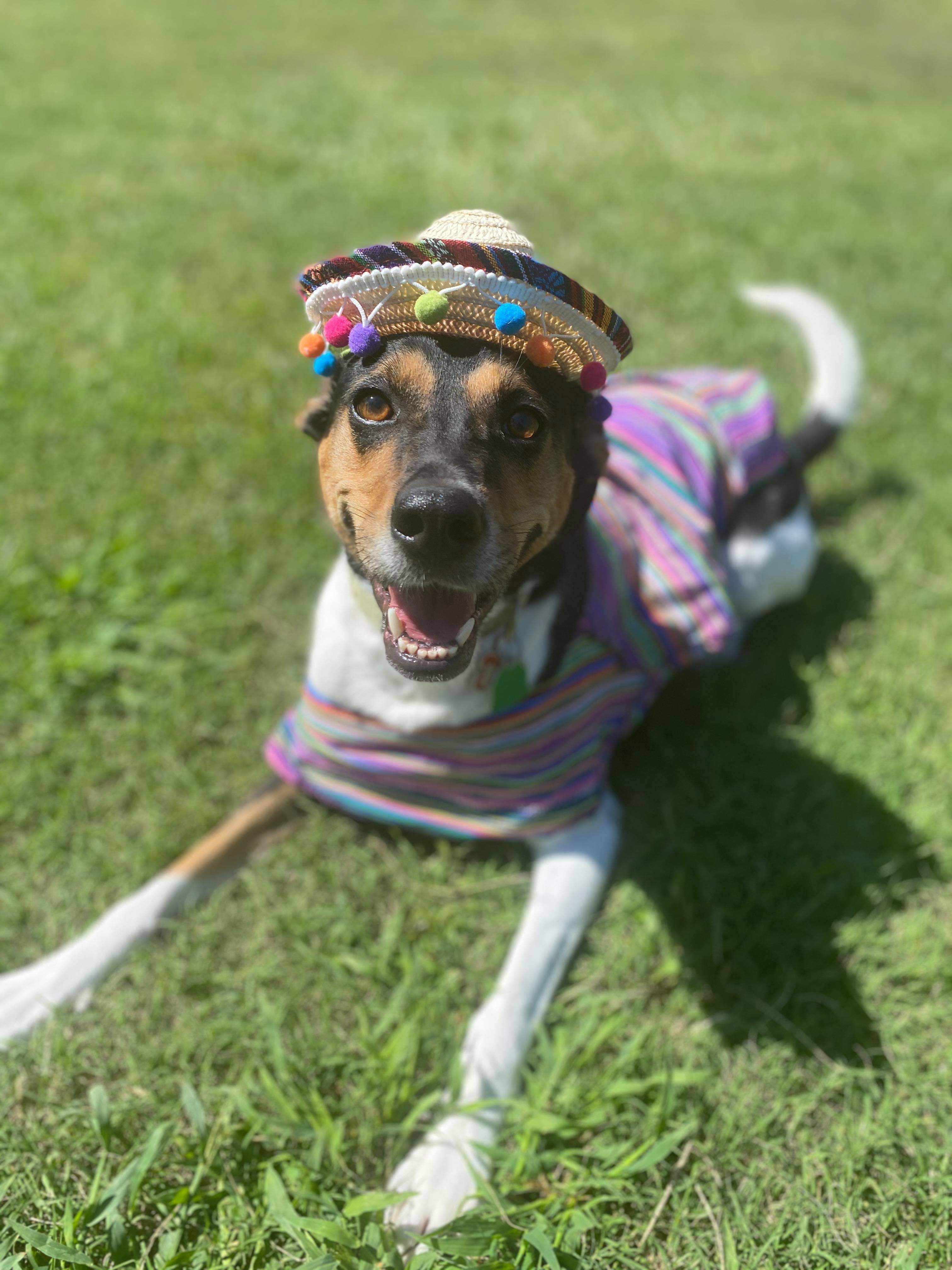 Daisy, an adoptable Beagle, Hound in Columbia, SC, 29229 | Photo Image 2