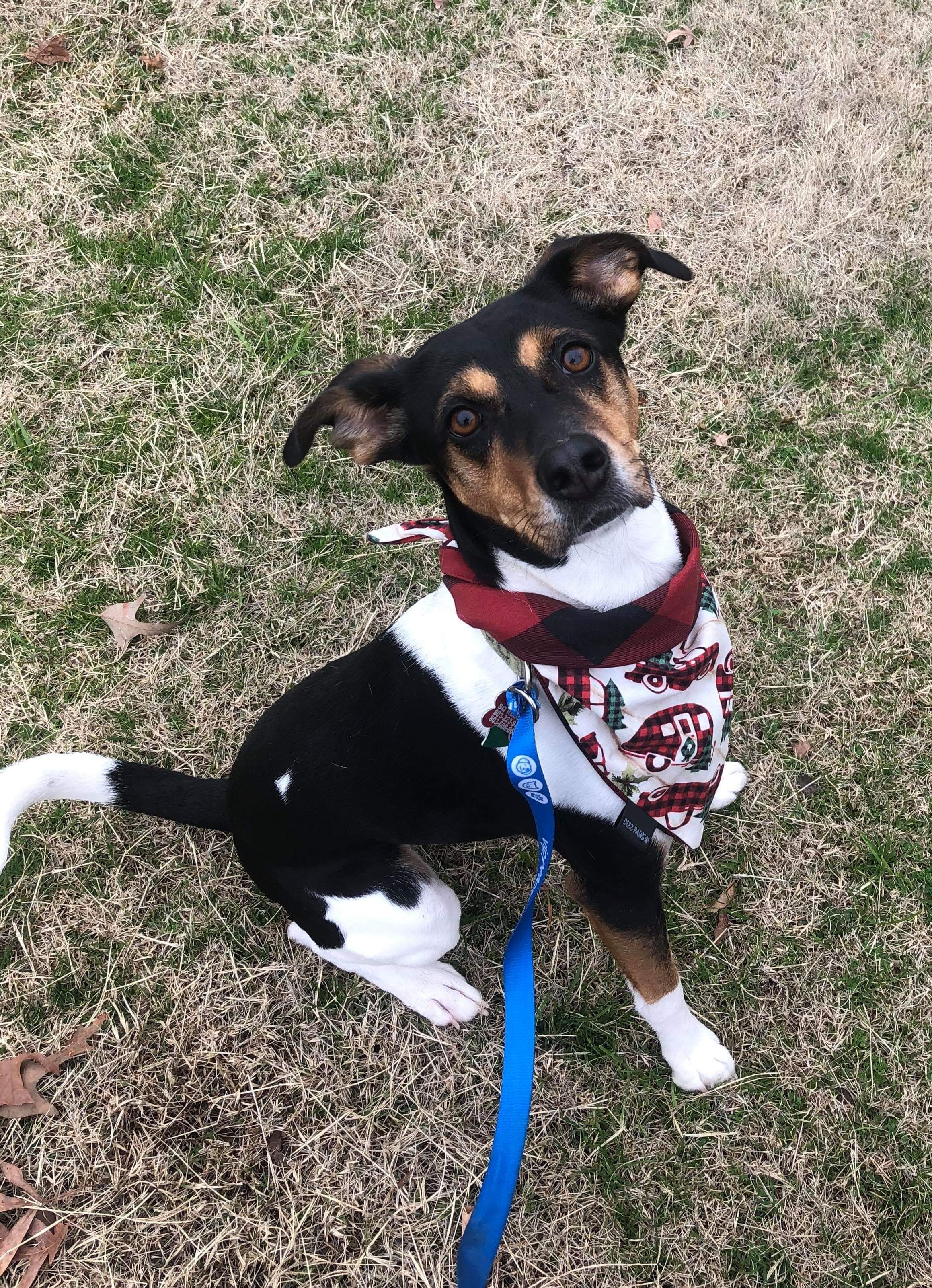 Daisy, an adoptable Beagle, Hound in Columbia, SC, 29229 | Photo Image 1