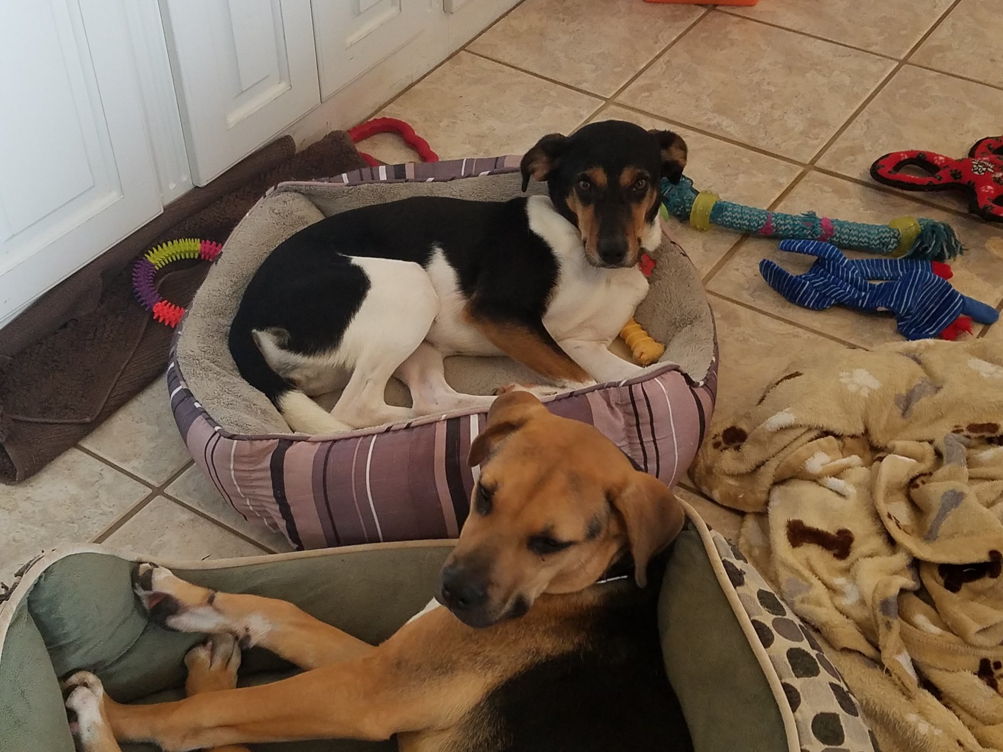 Daisy, an adoptable Beagle, Hound in Columbia, SC, 29229 | Photo Image 3
