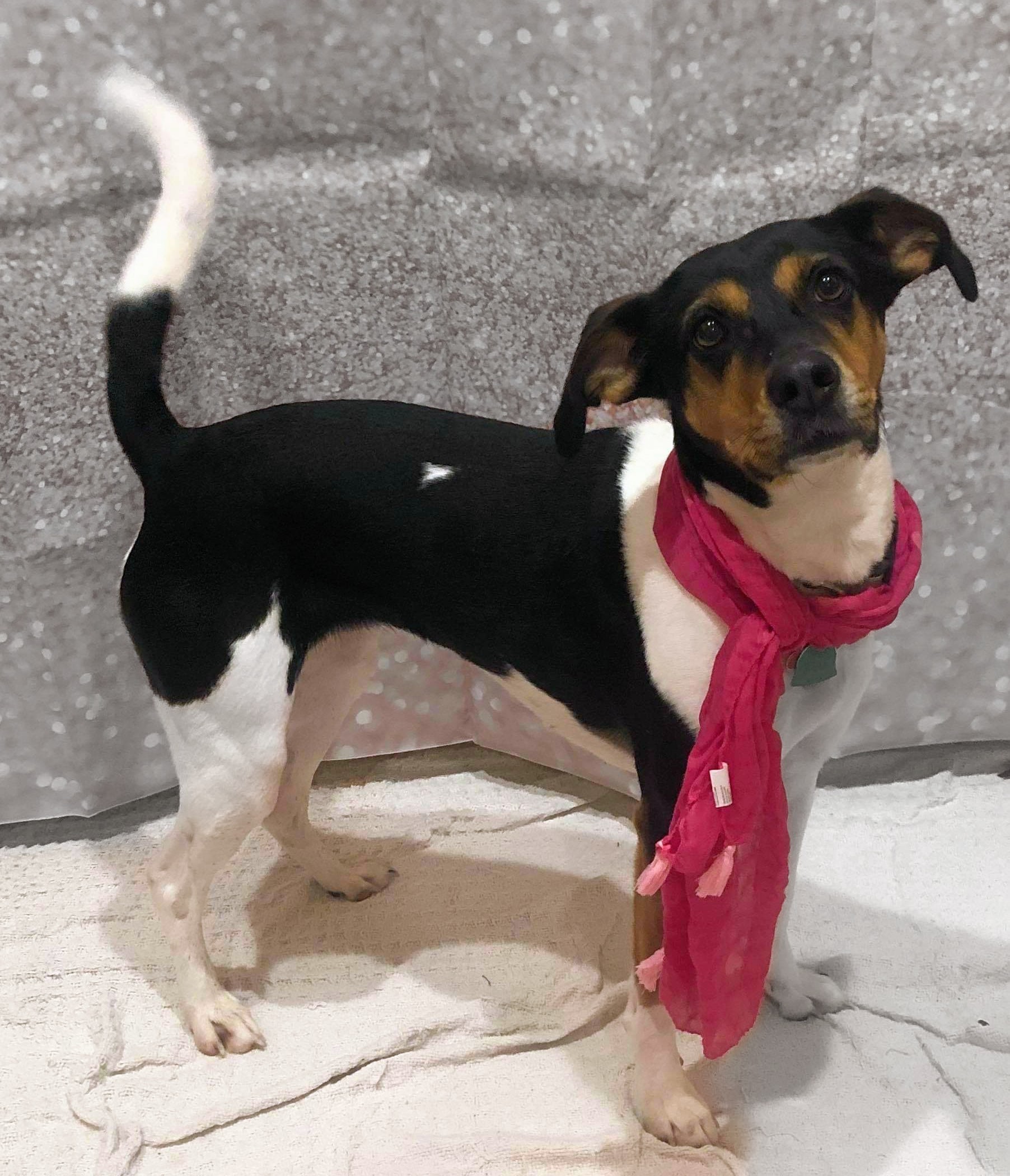 Daisy, an adoptable Beagle, Hound in Columbia, SC, 29229 | Photo Image 4