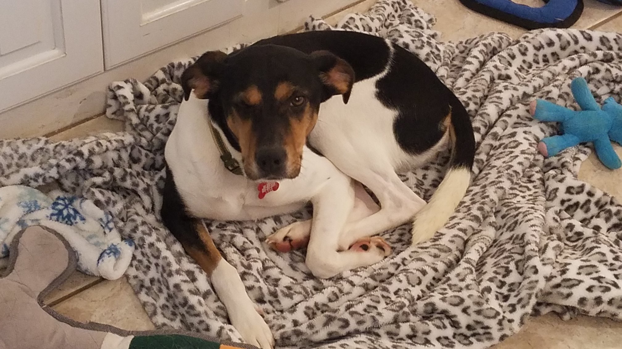 Daisy, an adoptable Beagle, Hound in Columbia, SC, 29229 | Photo Image 5
