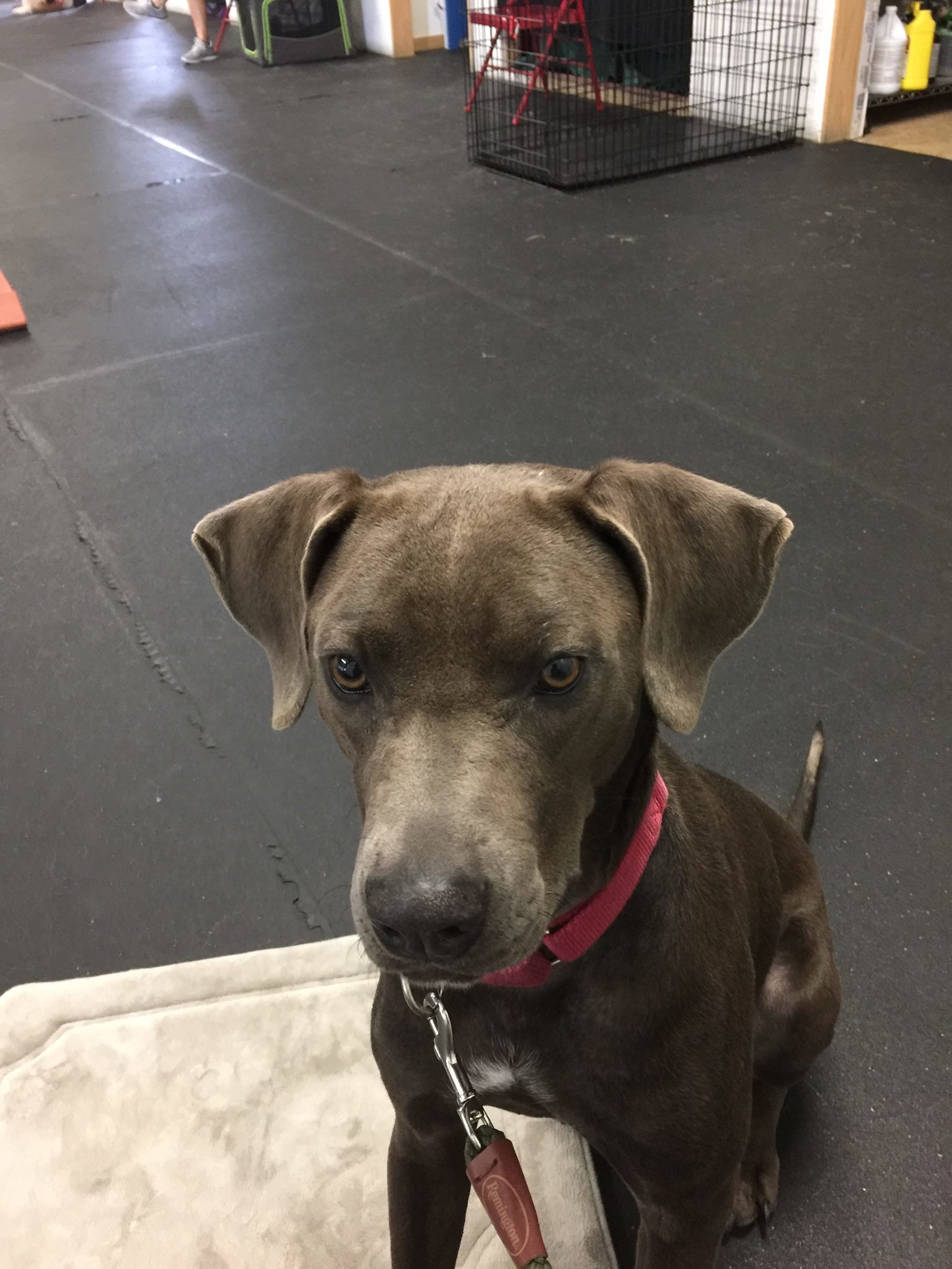 Dog for adoption - Iris, a Blue Lacy in Burleson, TX | Petfinder