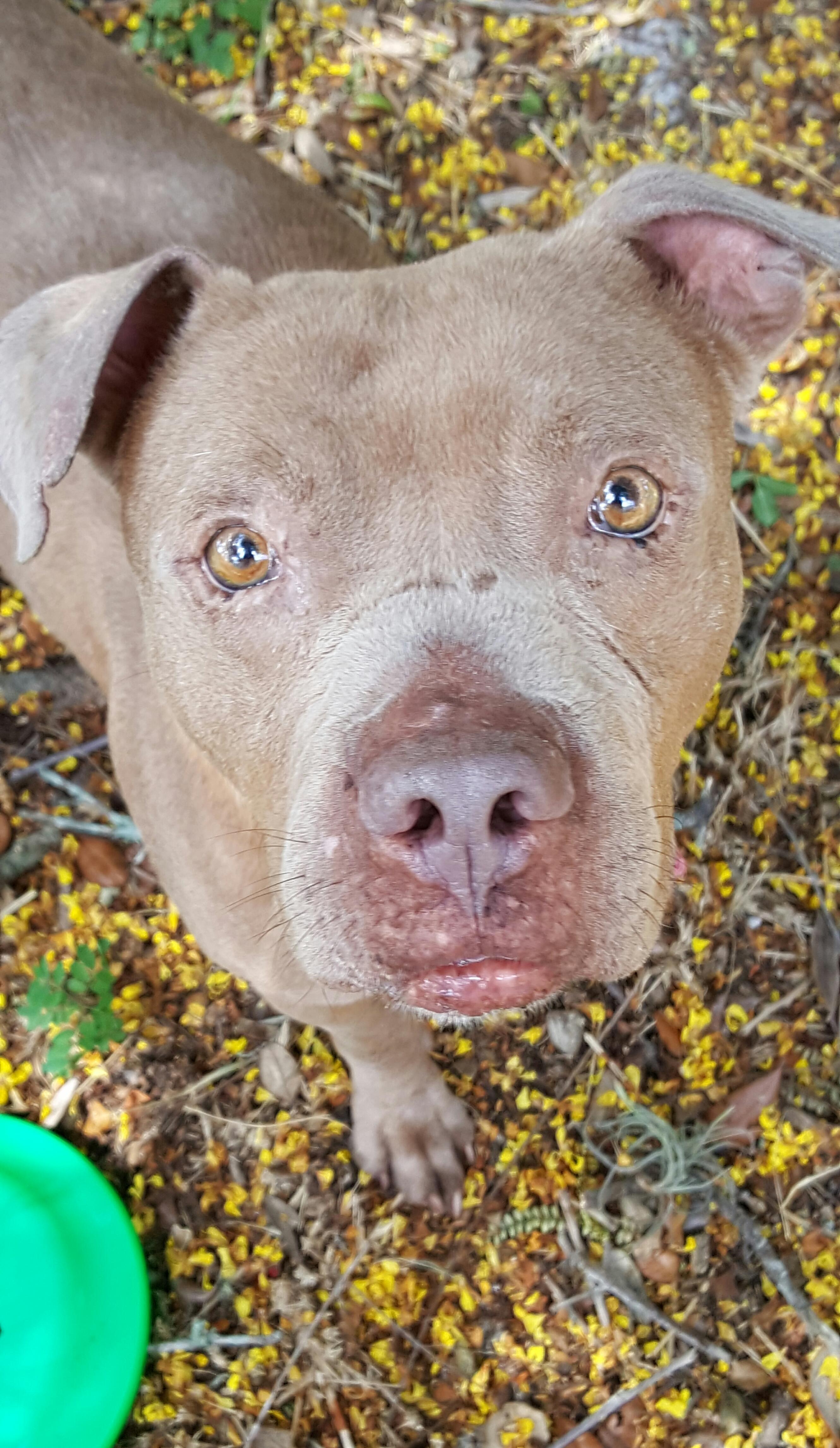 Puncher, an adoptable Pit Bull Terrier, Bull Terrier in South Woodstock, CT, 06267 | Photo Image 1