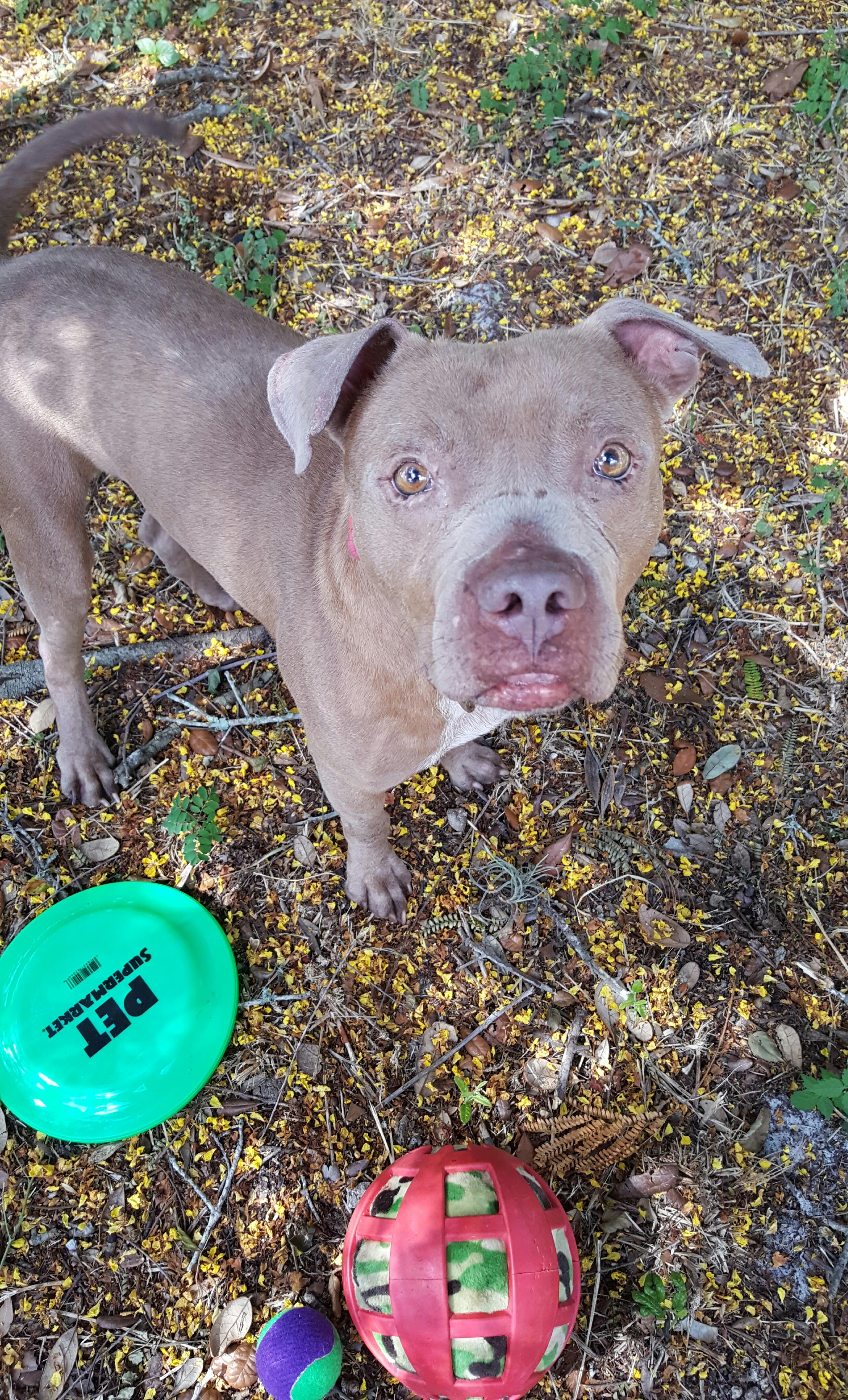 Puncher, an adoptable Pit Bull Terrier, Bull Terrier in South Woodstock, CT, 06267 | Photo Image 3