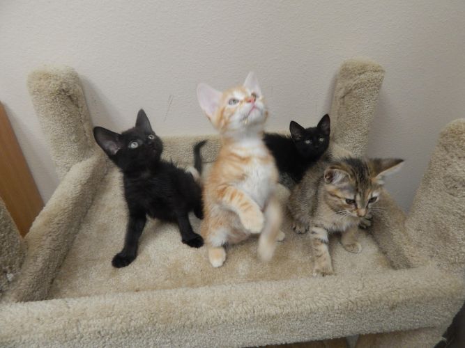 Group of 4 kittens