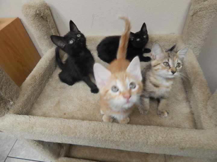 Group of 4 kittens 2
