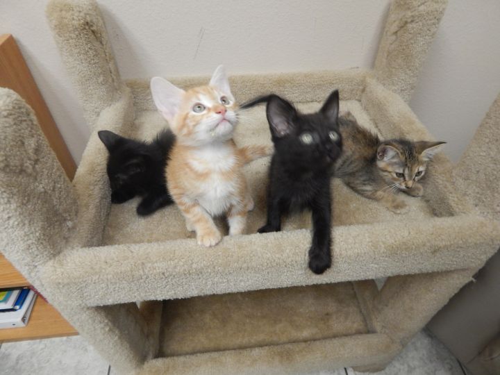 Group of 4 kittens 3
