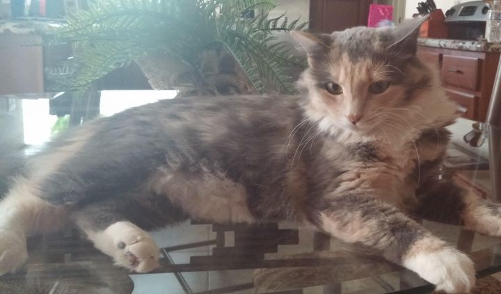 Cat For Adoption Glynda A Dilute Calico Domestic Long Hair