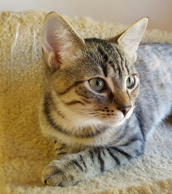 Putt Putt, an adopted Tabby Mix in Hampstead, NC_image-1